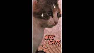 nyc cats, they ain't too smart #acoustic #acousticcovers #thestrokes #cats #catshorts