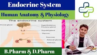 Endocrine System| Parathyroid, Pancreas, Thymus, Adrenal Gland| Hormones, Structure & Functions|L-3|
