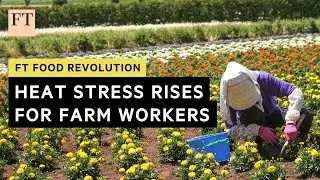 Rising temperatures can prove fatal for farm workers | FT Food Revolution
