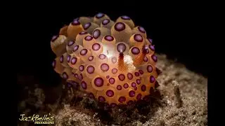 Janolus species   4K