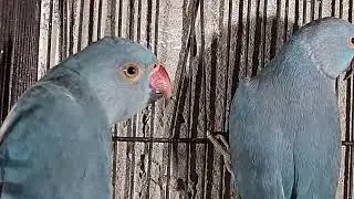 Bird Lovers Video 🐦 💕