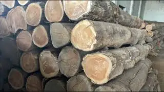 First quality sagwan wood round logs for making of doors, windows, furniture and home interior etc.