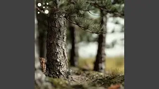 Woodland Nightfall