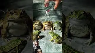 Yellow frogs 🐸 #frog #memes #funny #animals #wildlife #experimentalphonk #funnypets #petvideosAnimor