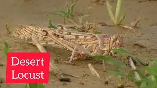 Desert Locust (Schistocerca gregaria) | Uttar Pradesh, India