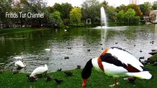 Kiev today. Autumn. Pet Ducks and Swans on the lake.