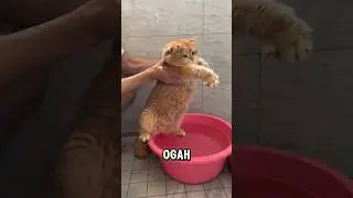 Si bontot males mandi, maunya main air aja 😹 #kucing #kucinglucu