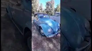 Rare VW Beetle Convertible 💥#shorts #rarevwbeetleconvertible #retrocardogs