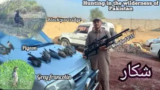 Grey And Black Francolin Hunting In Pakisan with   Modified P35 & 22lr | 23-2024 Season