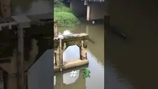 #crocodile #croc #aligator #predator #water #animals #danger #dangerous #watchout #awarness #look