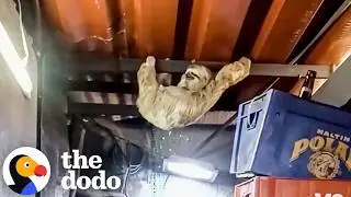 These Sloths Keep Finding Themselves In All The Wrong Places | The Dodo