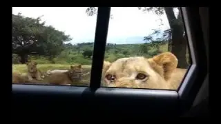 lion TBC (Yes - Roundabout)