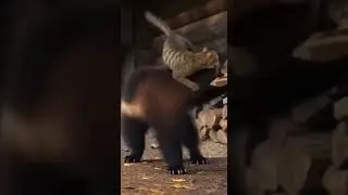😼🛡️ Fearless Mom Cat vs Wolverine #Cat #Wolverine #Animals