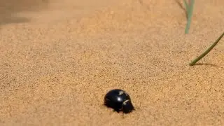 Beetle Digging in Sand in Desert #animals #bugs #animallover