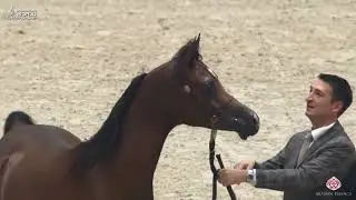 AHWC Paris 2019 - Yearling Colts (Class 4B)