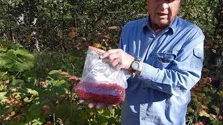 Cranberry picking in Alaska