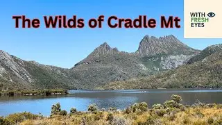 Thin Air, Hot Sun, Cradle Mountain #tasmania #cradlemountain #aussiebush #alpineflowers #subpolar