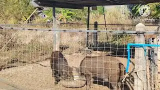 เรื่องหมู​ๆของ​หมูป่า​ในการดำรงชีวิต