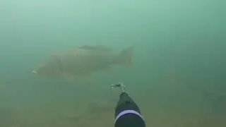 spearfishing freshwater lake travis texas
