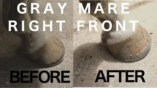 GRAY MARE'S NEW SHOES RIGHT FRONT - RJF