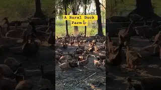 A Rural Duck Farm 🦆 | Village Life Bangladesh | #duckfarming  | #rurallife | #rezwanforeigners