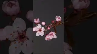 Spectacular development of flowers 🌸🌱4K Video Ultra HD 60FPS Dolby Vision #4k #4kvideo #dolbyvision