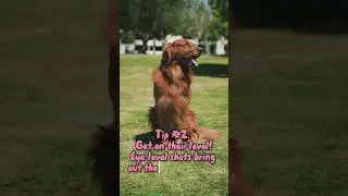 National Dog Photography Day