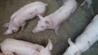 Свинка ТЕМПО. Один из рабочих будней.