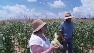 Peaches and Cream Corn