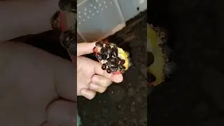 подпишитесь на канал, и тараканы к вам не придут