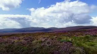 💜 Heather Bloom in Ireland &ndash; Purple Magic of the Wicklow Mountains | Nature & Travel Cinematic