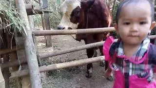 sapi aneh