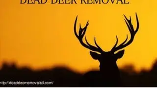 DEAD DEER REMOVAL WARREN COUNTY NJ CALL (732) 600-1974 Dead Deer Removal Warren County NJ - MUST SEE