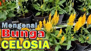 Mengenal Tanaman Hias Bunga Celosia