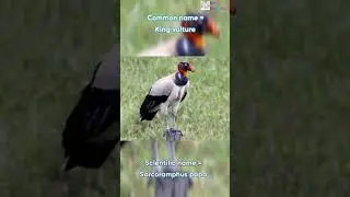 Scientific name of King vulture