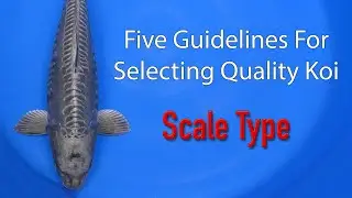 5 Guidelines to Selecting Quality Koi - #2 Scale Type