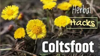 Coltsfoot for Coughs