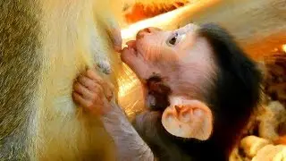 FIND REAL REASON, WHY TINY ALBA NOT DARE TO GET MILK? PITIFUL ALBA STAY CLOSE BUT IMPOSSIBLE