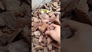 Pine Bark for Orchid Plantation #plants #bicaraanggrek #dendrobium
