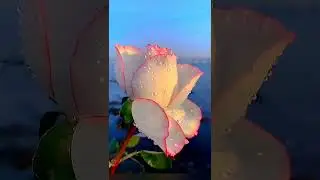 Nature beauty🌸Subscribe To My YouTube Channel.All Categories Nature Video for watching 😍🙏❤️ #shorts