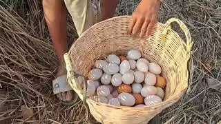 Harvest a lot of duck egg on the straw at rice field by hand a female farmerEggs & Snails