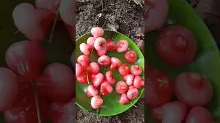 🍑Red mini /Water Apple/harvesting🤤||once again|| in my garden 🏡#shorts