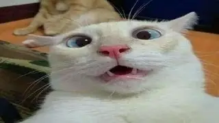 Cats being weird