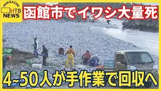 函館市で大量死したイワシ　9日から手作業で回収へ　焼却処分の方針　それでも作業終了メド立たず