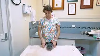How To Give Your Guinea Pig Oral Medication