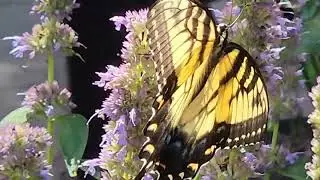 Tiger swallowtail
