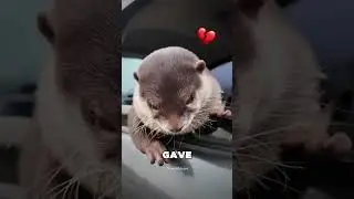 Эта девочка осчастливила маленькую выдру 🥺❤️