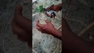 viral BirdRescue#AnimalRescue#WildlifeRescue #Birds#RescueVideo#AnimalLovers#SaveBirds#BirdSanctuary