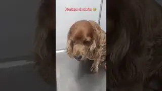 Hinchaz&oacute;n por picaduras de abejas en perrita Cocker. #perros #veterinario #mascota #fyp .#pets