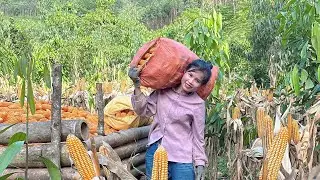 Hong Harvesting Corn and Drying It